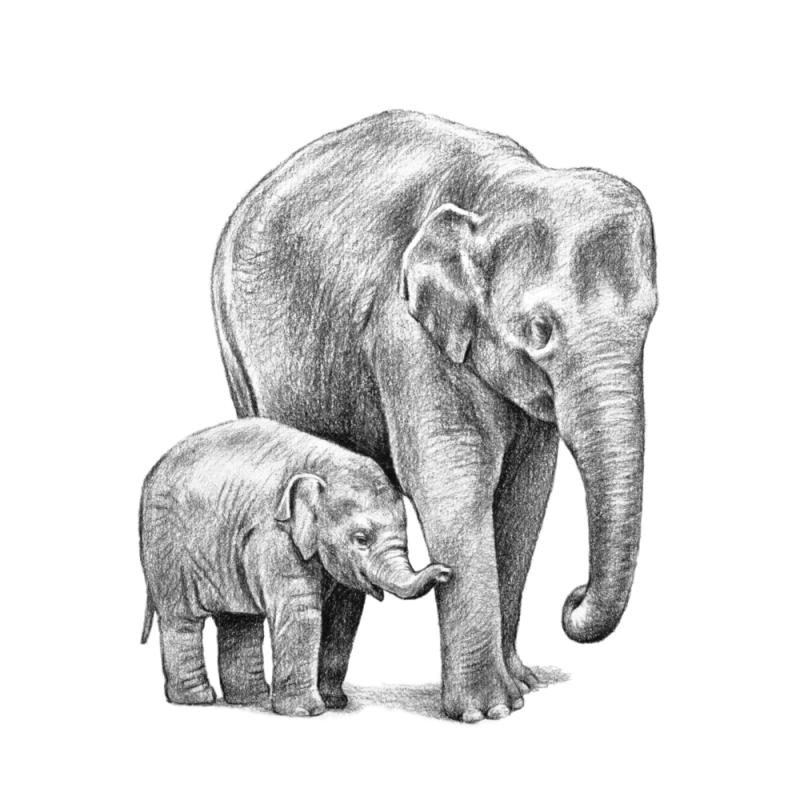 elephants